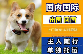 保山市宠物托运公司保山市宠物托运公司保山市宠物托运公司