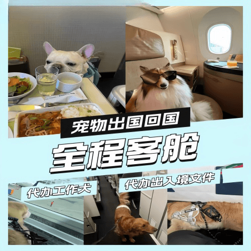保山市宠物托运到白俄罗斯宠物入境规定和要求